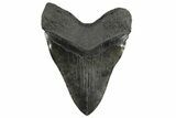 Fossil Megalodon Tooth - Quality Incher #258782-2